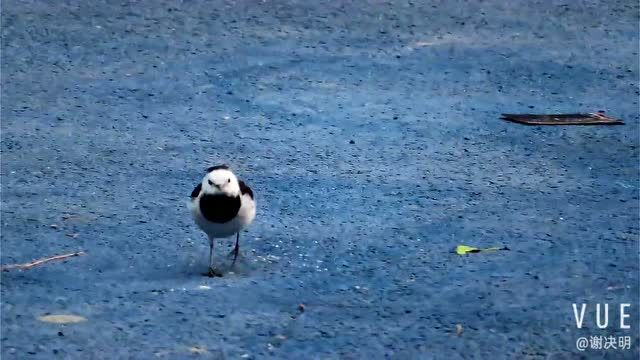 白鹡鸰何以能出名