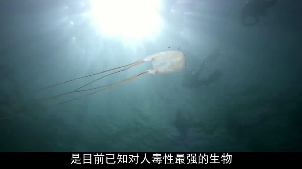 水母也有"夺命毒针",几十秒可让人"暴毙而亡",真的太毒了!