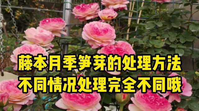 藤本月季笋芽的处理方法,不同情况处理完全不同哦