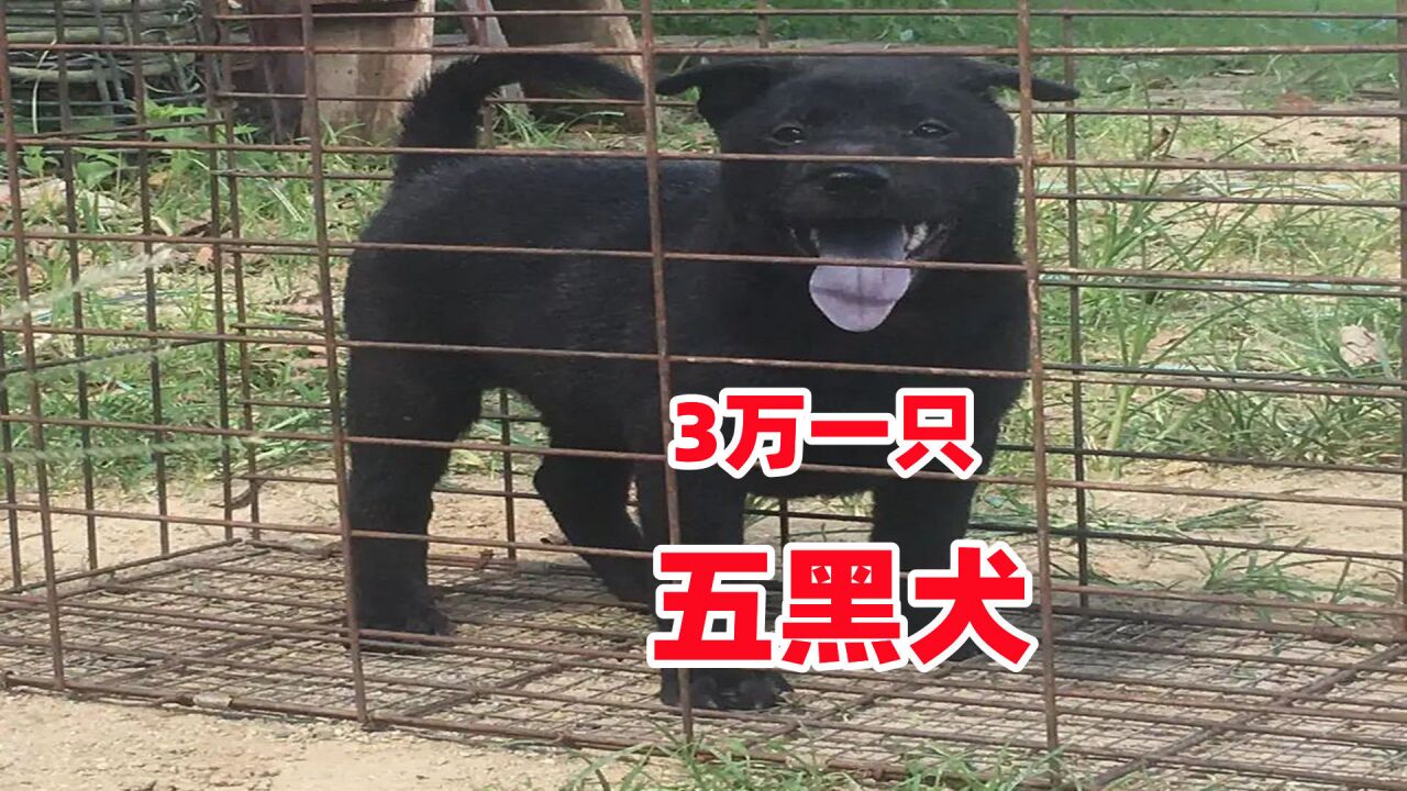 这种土狗价格过万,广西土猎犬之五黑犬,有什么特殊之处