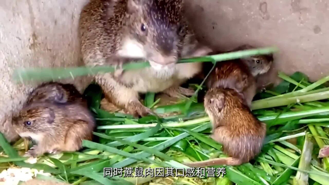 纪录片-蔗鼠