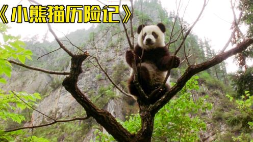 小熊猫历险记，刚出生不久就被偷猎者抱走，男孩冒生命危险相救！