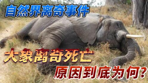 自然界离奇事件纪录片：大象离奇死亡，原因到底为何？