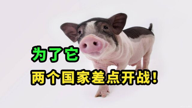 史上最有“面子”的猪!英美两国为了它差点开战