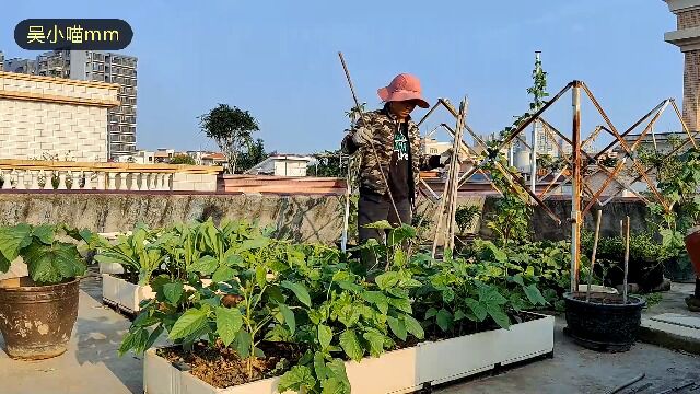 楼顶种菜:豆角架子这样搭,简单又结实,台风都吹不倒