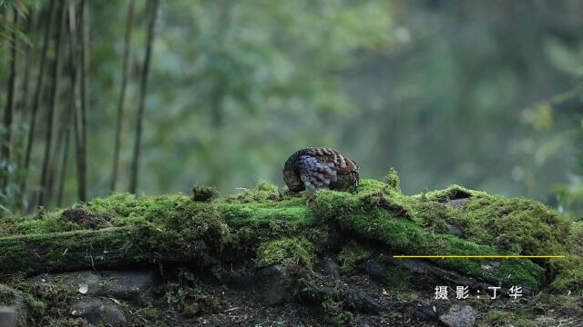 国家一级重点保护野生动物:四川山鹧鸪飞翔影像记录