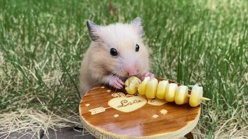 呆萌可爱的小仓鼠金大帅吃玉米粒也太治愈了