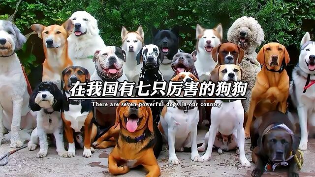 第六只狗狗的故事让我哭了很久,你看你也哭 #狗狗 #警犬 #狗是人类最忠诚的朋友 #创作者之星 #创作者之星 #创作者之星