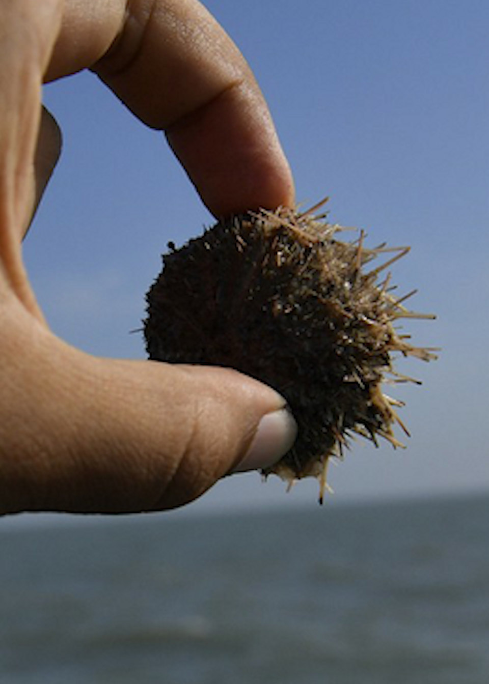 日本海胆泛滥成灾,大批渔民用铁棒敲碎驱逐,网友喊话:放着我来