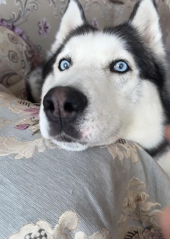 测试金毛和二哈的脾气,二哈果然没让我失望