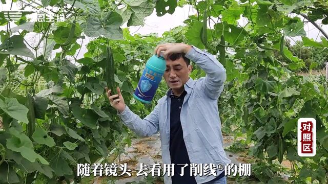 广西地区回访案例削线丝瓜20220526.mp4