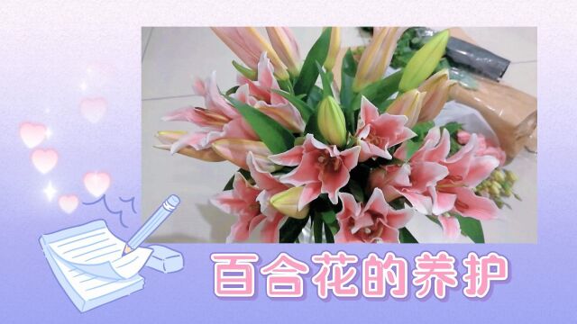 百合花这样养,越养越漂亮,5点重要性要牢记