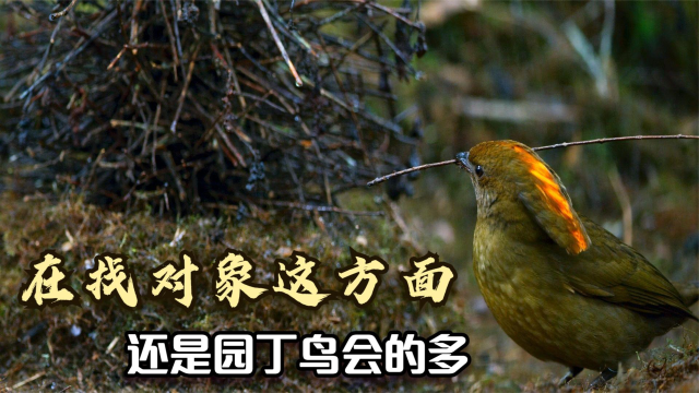 多才多艺的园丁鸟为了找对象不仅会专门修建求偶亭还能歌善舞