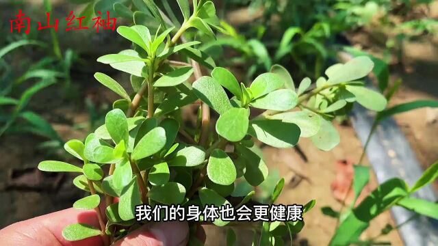 夏天最好吃的野菜“马齿苋”,它的价值还有人不知道?