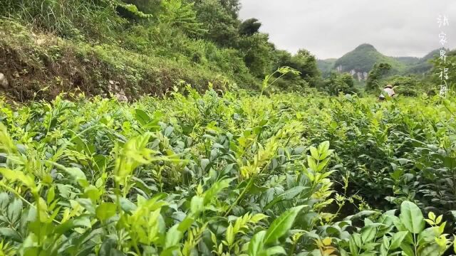 张家界农村,村民采摘莓茶,用传统方法炒茶