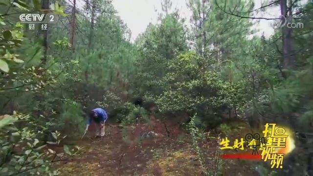 松茸一般长在青冈树下面,想挖松茸得先认识青冈树才行