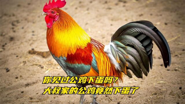 你见过公鸡下蛋吗?大叔家的公鸡竟然下蛋了,太不可思议了