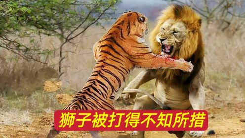 老虎VS狮子，该视频没做任何加工，狮子被打得不知所措