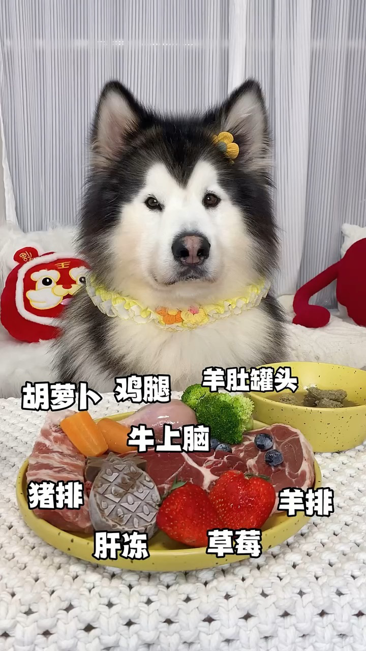 高颜值狗狗吃播,吃的竟然比我还好_高清1080P在线观看平台_腾讯视频