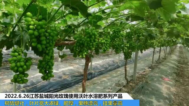 水溶肥江苏盐城阳光玫瑰使用夫沃施沃叶水溶肥系列产品树势健壮,叶片宽大浓绿、肥厚,果穗漂亮,挂果量高