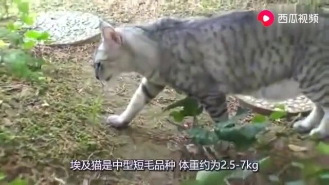 喵星人埃及猫