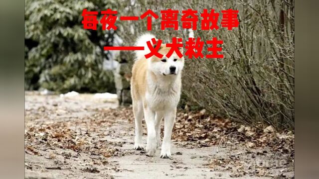 每夜一个离奇故事——义犬救主