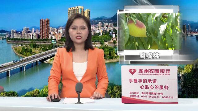 盛夏七月 蜜桃飘香|连州富硒鹰嘴桃上市啦!