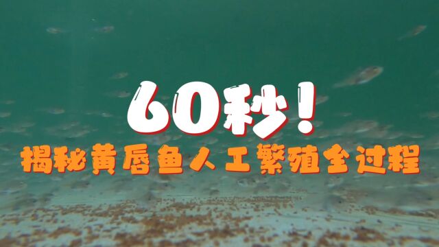 60秒!揭秘黄唇鱼人工繁殖全过程