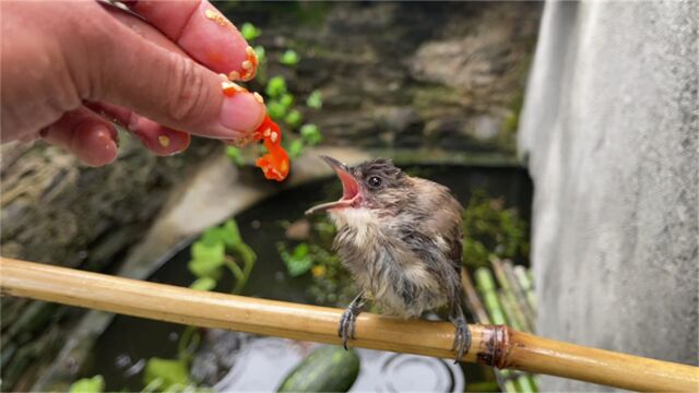 一只浑身湿漉漉的小鸟讨食,小伙行为感人