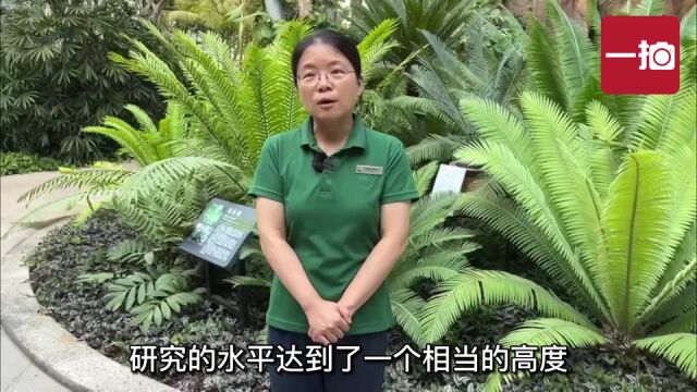 视频|国家植物园第三株巨魔芋开花