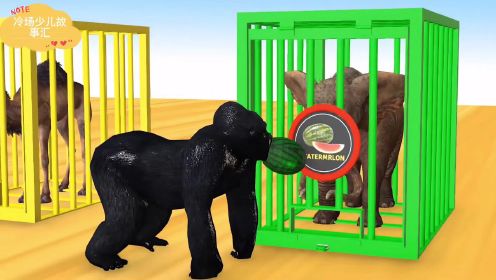 英语早教启蒙系列：黑猩猩给大象、骆驼等吃水果，认识动物和颜色，儿童早教益智动画