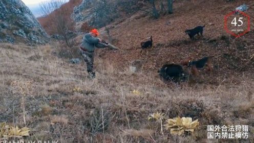 本期来看看国外野猪泛滥猎人狩猎野猪的视频，狩猎过程过瘾又刺激，野猪受伤后还能反击猎人
