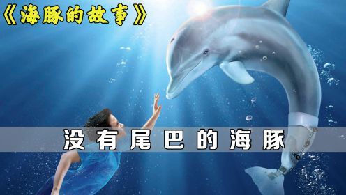 没有尾巴的海豚，却依然学会了游泳，真实事件改编《海豚的故事》