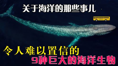 见过比蓝鲸还长的海洋生物吗？9种巨大的海洋生物你认识几种？