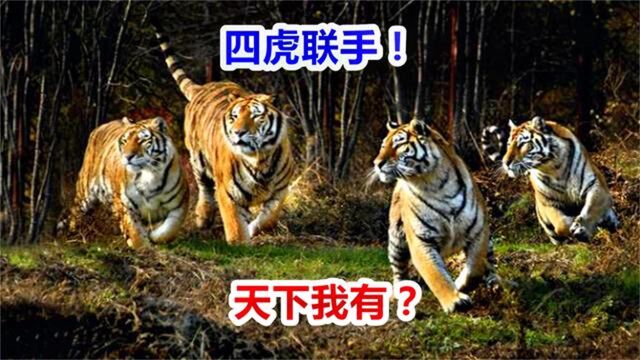 一山不容二虎?四只母老虎军团联盟,合作捕牛、杀熊,真心厉害!