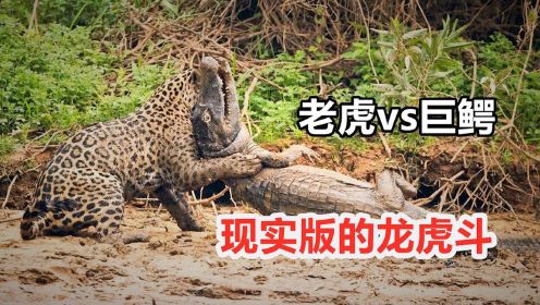 动物园出意外，老虎大战3 6米巨鳄，一个半小时才分出胜负!
