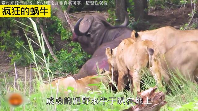 六只狮子围殴野水牛,三只雄狮捕猎野水牛,野牛独自还能活多久?