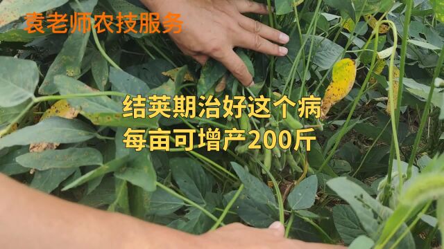 大豆要想高产,结荚期防治好这个病,每亩还能增产200斤