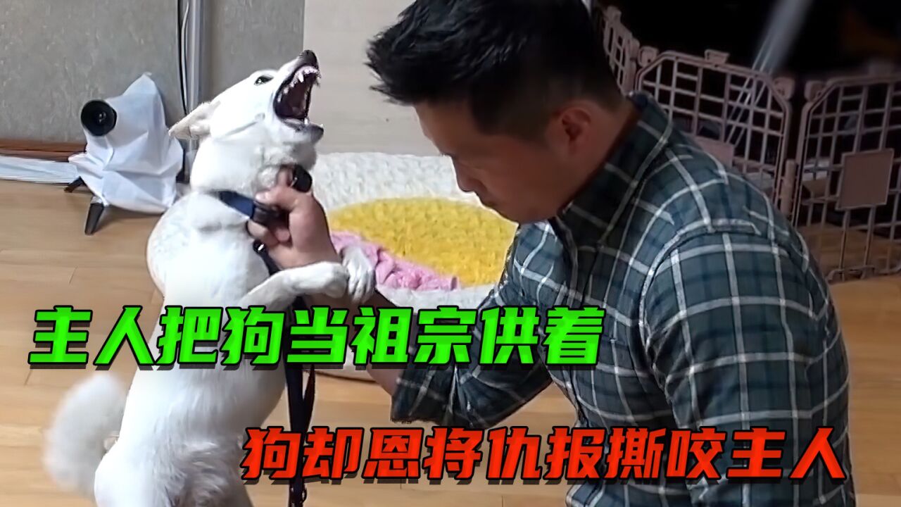 主人把狗当祖宗,狗却蹬鼻子上脸撕咬主人,训犬师一招教它做狗!_高清1080P在线观看平台_腾讯视频
