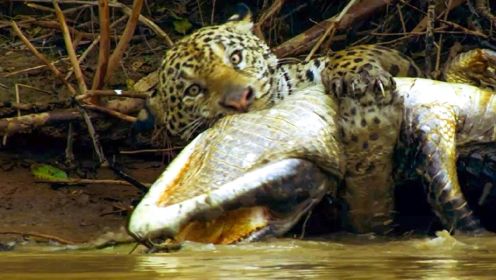 夜幕下的顶级猎手！美洲豹自杀式猎捕鳄鱼，美洲狮攻击3倍大原驼