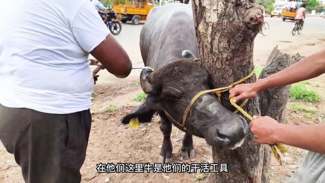 羊角长进脑袋里,即将就要了它的小命,看着实在让人心疼