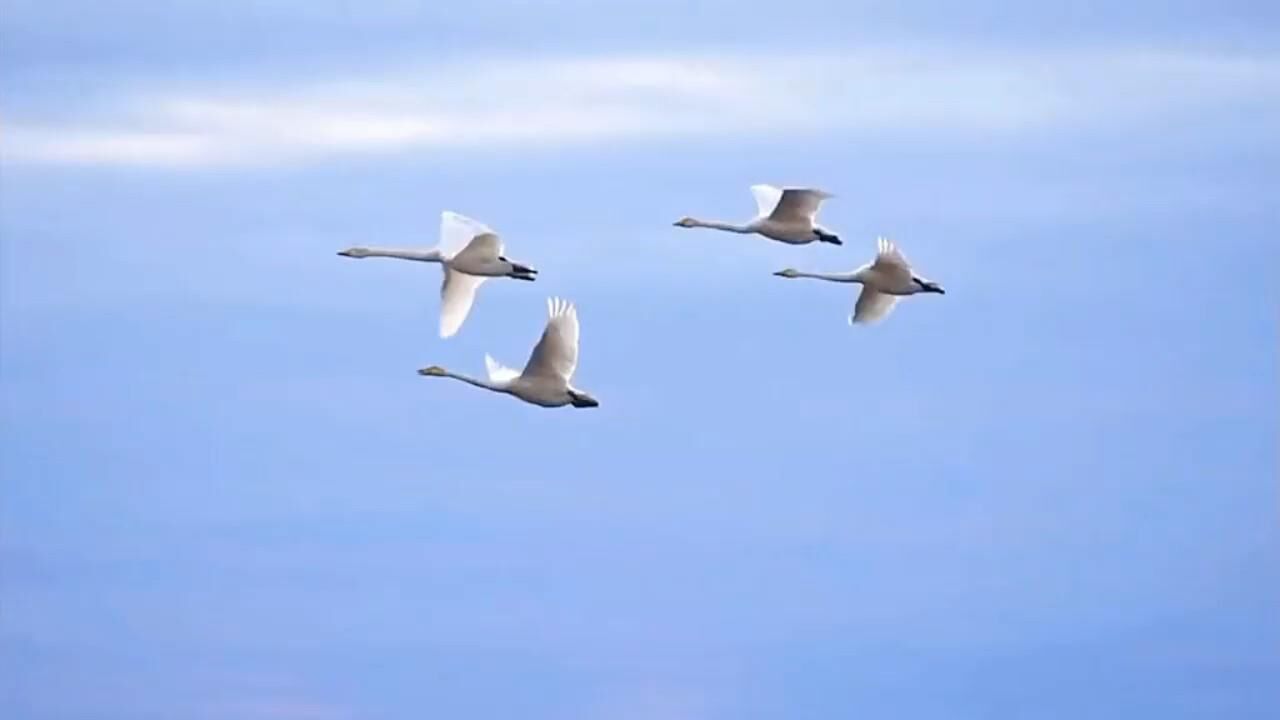 鸿雁向南飞。_高清1080P在线观看平台_腾讯视频