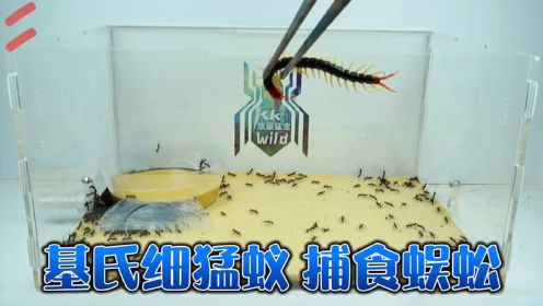 基氏细猛蚁捕食少棘蜈蚣，蚂蚁群vs蜈蚣