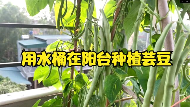 家里废水桶别扔了,用它在阳台种白芸豆,不但高产还香脆可口