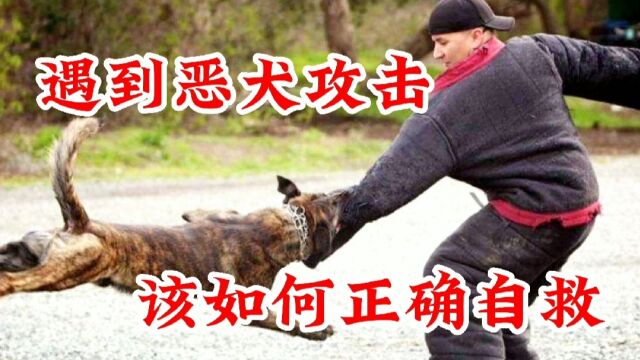 遇到恶犬追击该如何自救