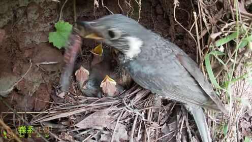 鸟妈妈给小鸟喂下超大蚱蜢，紧张得不敢离开，一直守护