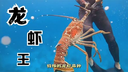 国外高手潜水抓龙虾，新西兰海底龙虾多到泛滥了，跟胳膊一样粗
