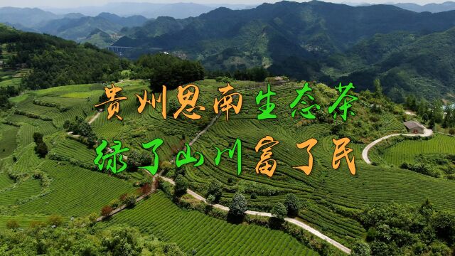 微纪录片|贵州思南生态茶 绿了山川富了民