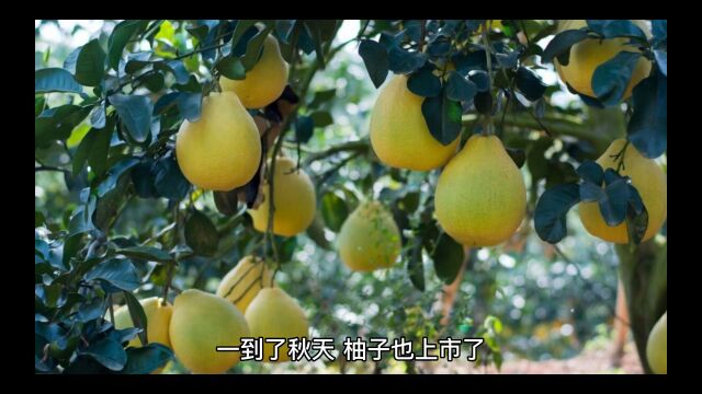 中秋佳际购买柚子请注意以下六点,让你买的柚子个个饱满多汁.