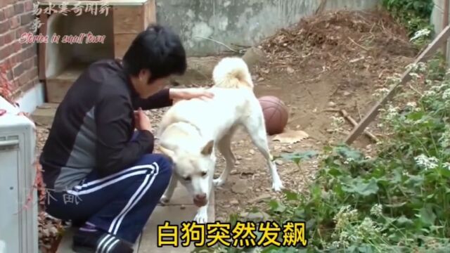 白狗发飙直接扑向自己的主人,训犬师了解情况,轻松制服恶犬!